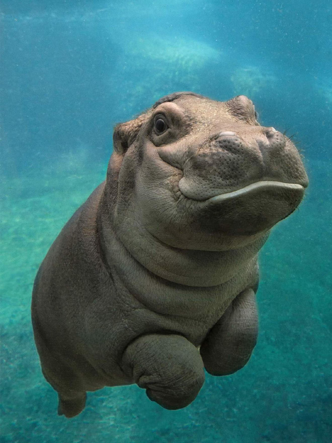 Happy Hippo